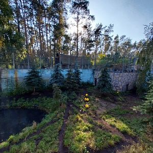 Canpol Zoo CzLuchow - Siberian Tiger (Panthera tigris altaica) pit