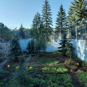 Canpol Zoo CzLuchow - Siberian Tiger (Panthera tigris altaica) pit