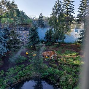 Canpol Zoo CzLuchow - Siberian Tiger (Panthera tigris altaica) pit