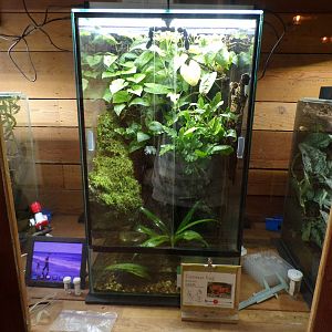 Cinnamon frog terrarium 29.6.24