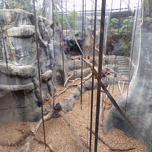 Sulawesi macaque indoors 29.6.24