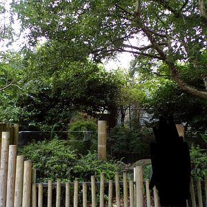 Babirusa and ASCO enclosure 29.6.24