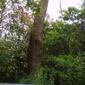 Spot the pygmy marmoset 29.6.24