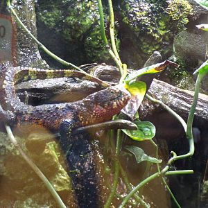Chinese crocodile lizard 29.6.24