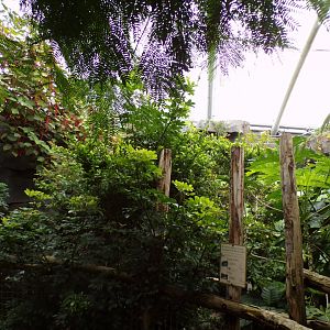 View inside Monsoon Forest 29.6.24