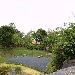 Lowland anoa enclosure 29.6.24