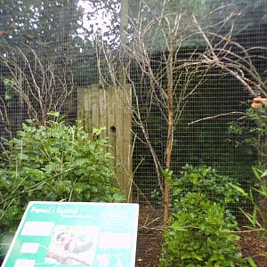Prevost’s squirrel enclosure 29.6.24