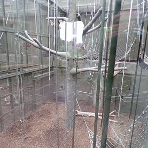 Bornean orangutan and lar gibbon indoors 29.6.24