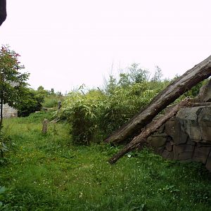 Sumatran tiger enclosure 29.6.24