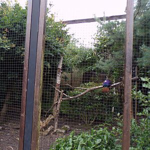 Himalayan monal and spotted laughingthrush aviary 29.6.24