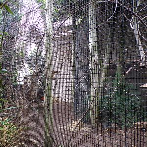 Swinhoe’s squirrel enclosure 29.6.24