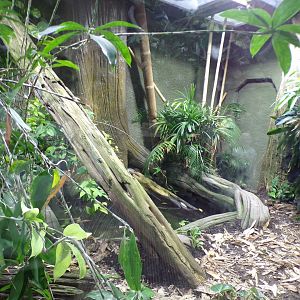 Reticulated python enclosure 29.6.24