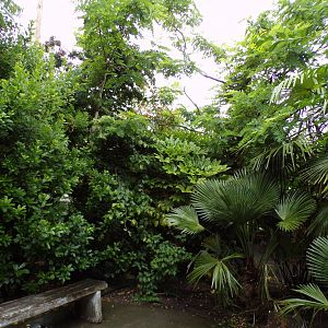 Indonesian songbird walkthrough aviary 29.6.24