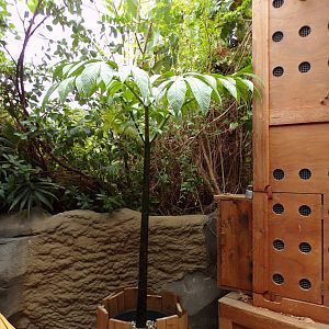 Plant (can’t remember what it is) 29.6.24