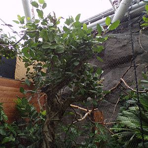 Javan rhinoceros hornbill indoors 29.6.24