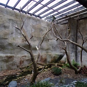 Lord Derby’s parakeet aviary 29.6.24