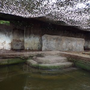 Malayan tapir indoor pool 29.6.24
