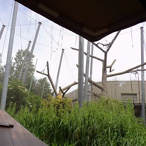 Moloch gibbon enclosure from the riverboat  29.6.24