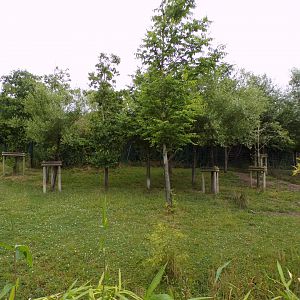 Malayan tapir enclosure 29.6.24