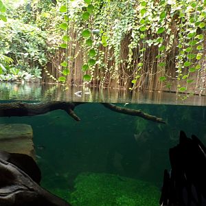 Sunda Gharial pool 29.6.24