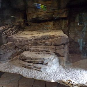 Snow leopard indoors 29.6.24