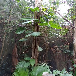 Blue-crowned hanging parrot aviary in ROTRA 29.6.24