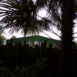 Former orangutan house 29.6.24