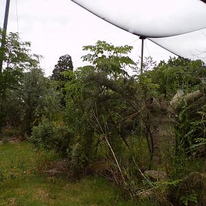 Conquerel’s sifaka enclosure 29.6.24