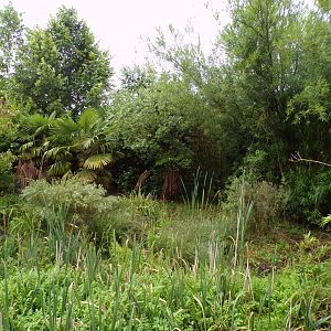 Southern cassowary enclosure 29.6.24