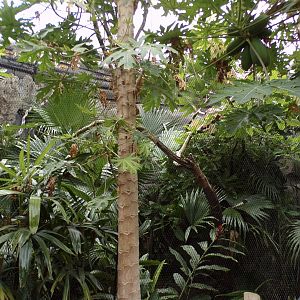 Javan rhinoceros hornbiil indoors 29.6.24