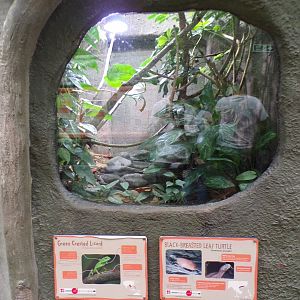 Green crested lizard and Black-breasted leaf turtle terrarium 29.6.24