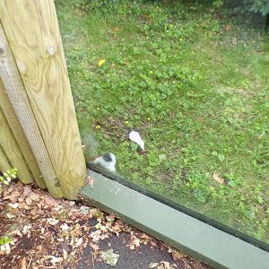 Pied tamarins 29.6.24