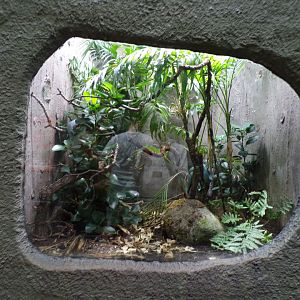 White-lipped Komodo island pit viper terrarium 29.6.24