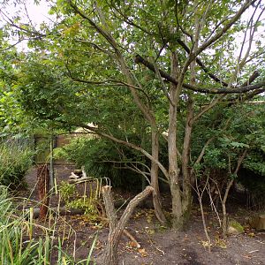 Goodfellow’s tree kangaroo and dusky pademelon enclosure 29.6.24