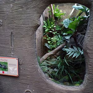 Bornean rock frog terrarium 29.6.24