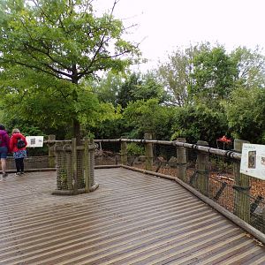 Visayan warty pig enclosure 29.6.24