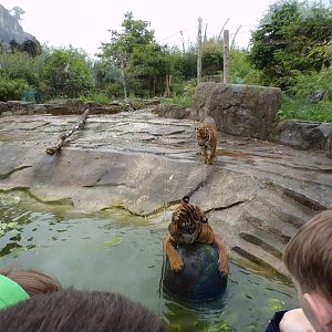 Sumatran tigers 29.6.24