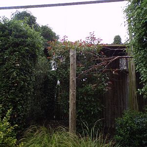 Northern white-faced owl aviary 29.6.24