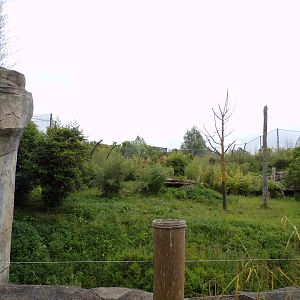 Sumatran tiger enclosure 29.6.24