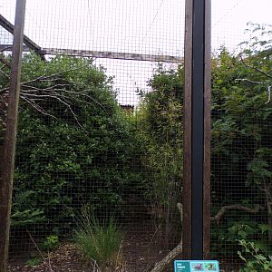 Satyr trogopan aviary 29.6.24