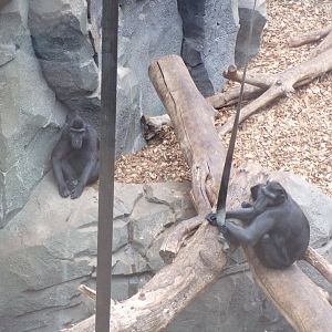 Sulawesi macaques 29.6.24
