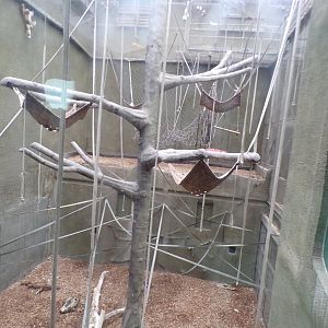 Bornean orangutan and lar gibbon indoors 29.6.24