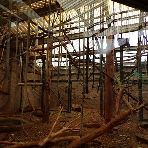 Columbian black spider monkey indoors 29.6.24