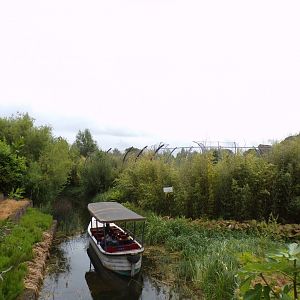 View of Sumatran tiger from bridge 29.6.24