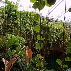 View above the Sunda Gharial pool 29.6.24
