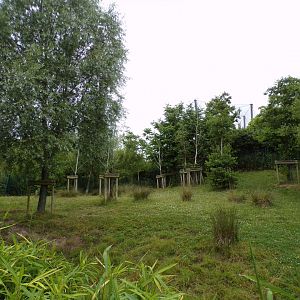 Malayan tapir enclosure 29.6.24