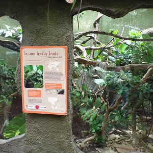 Taiwan beauty snake enclosure 29.6.24