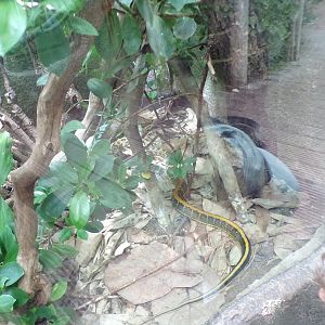 Taiwan beauty snake 29.6.24