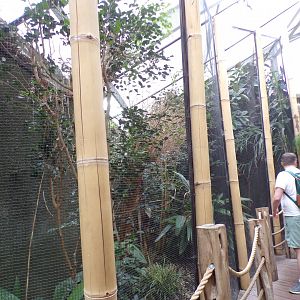 Red avadavat, white-headed munia and tricoloured parrotfish aviary 29.6.24