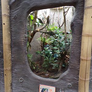 Horn-headed lizard terrarium 29.6.24